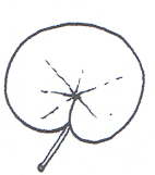 Orbicular